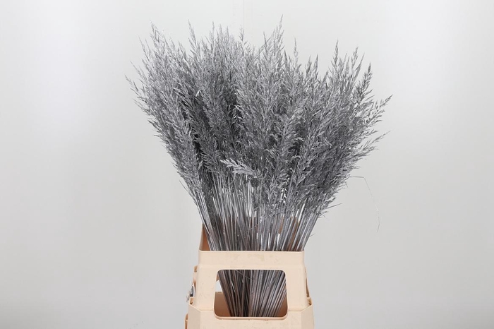 <h4>Calamagrostis Kl Bh Zilver</h4>