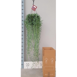 Senecio   ...