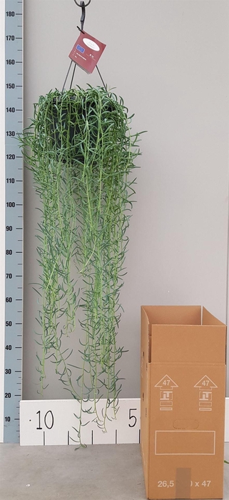 <h4>Senecio   ...</h4>