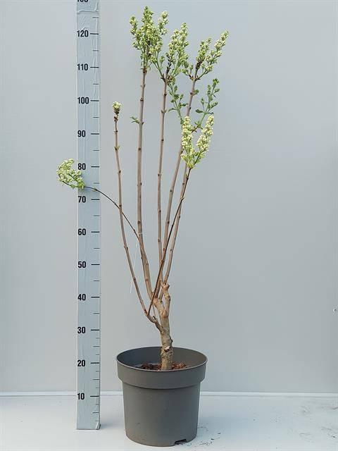 Syri V Mme F Stepman