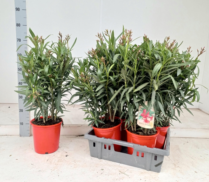 <h4>NERI OLEANDER</h4>