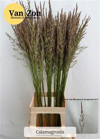 <h4>SIERGRAS CALAMAGROSTIS BRACHY</h4>