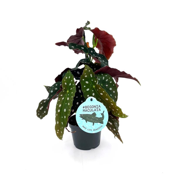 BEGONIA MACULATA P12