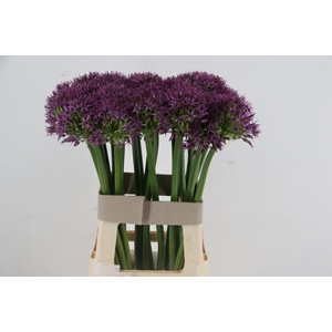 ALLIUM GROOTBLOEMIG