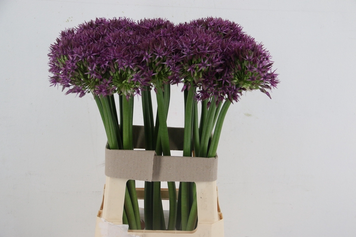 <h4>ALLIUM GROOTBLOEMIG</h4>