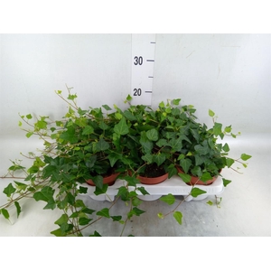 Hedera helix 'Lady Kay'