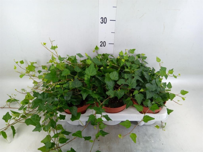 <h4>Hedera helix 'Lady Kay'</h4>