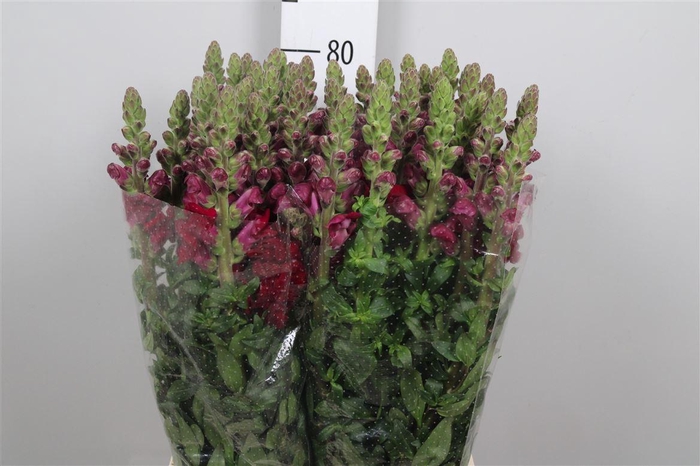 <h4>Antir Poto Red</h4>