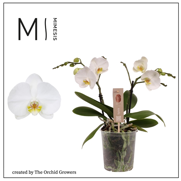 <h4>Mimesis Phal. Spirit White - 2 spike 12cm</h4>