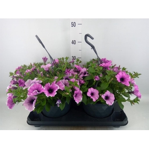Petunia  'Surfinia'   ...mix