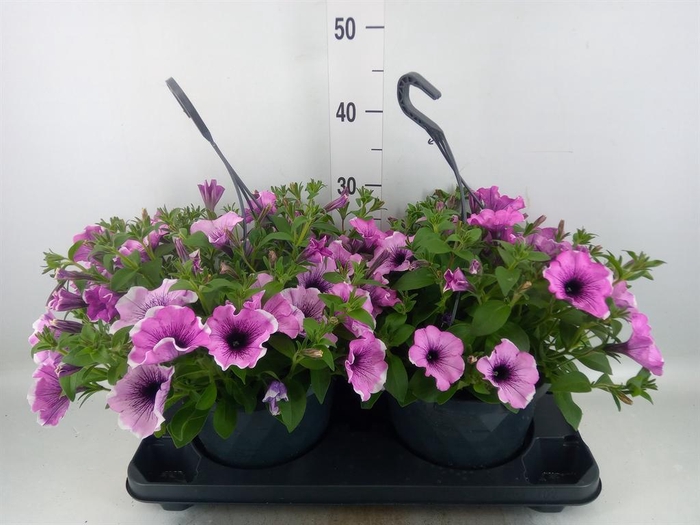 <h4>Petunia  'Surfinia'   ...mix</h4>