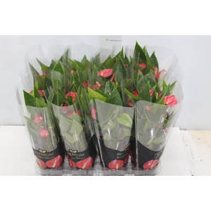 ANTHURIUM MINI MILLION FLOWERS P09