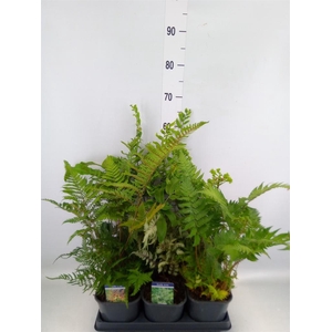 Ferns   ...mix