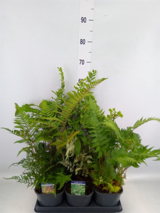 <h4>Ferns   ...mix</h4>