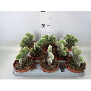 Opuntia microdasys 'Albispina'