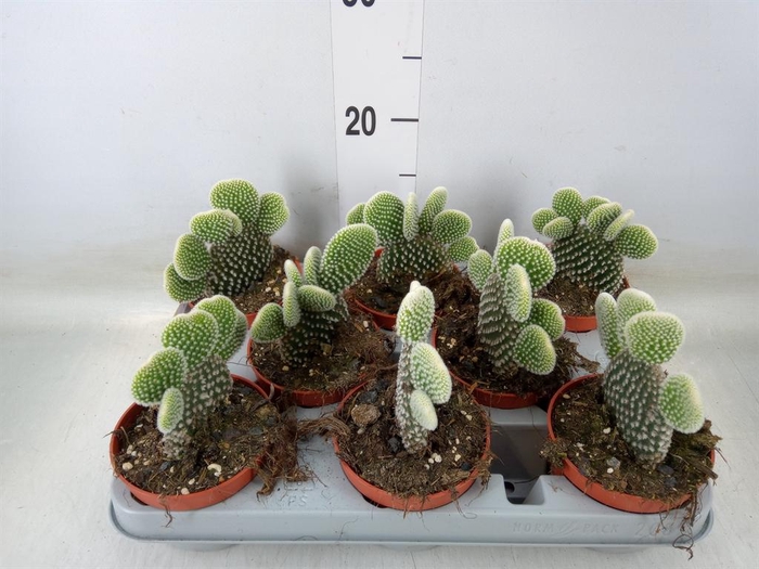 <h4>Opuntia microdasys 'Albispina'</h4>