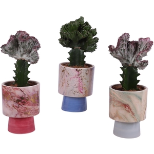 Cactus mix Euphorbia l. Ø12cm in Ø14cm Ceramic FB676