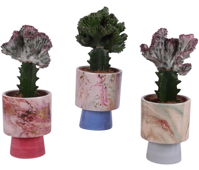 <h4>Cactus mix Euphorbia l. Ø12cm in Ø14cm Ceramic FB676</h4>