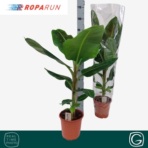 MUSA DWARF CAVENDISH
