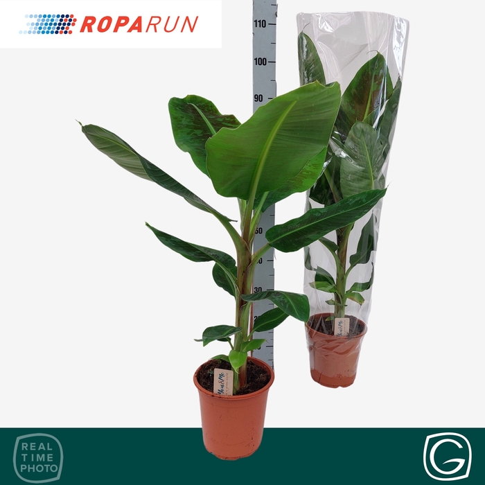 <h4>MUSA DWARF CAVENDISH</h4>