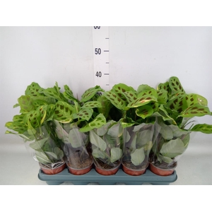 Maranta leuc. 'Fiesta'