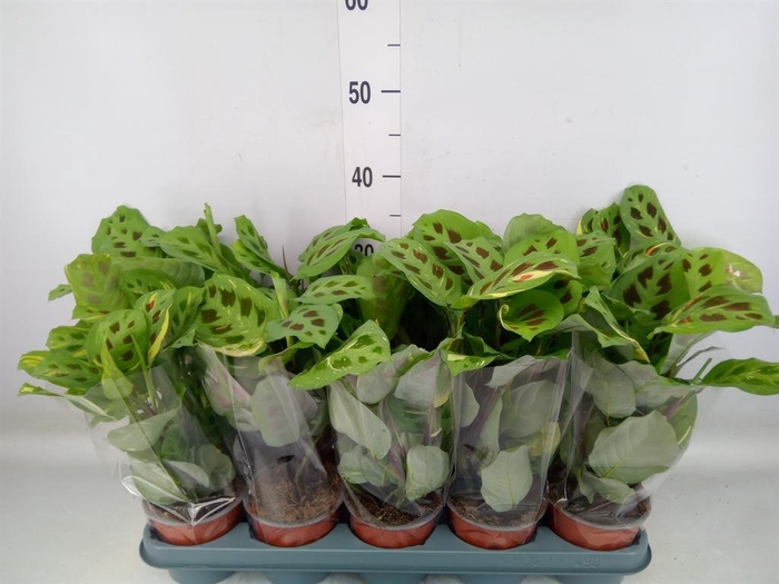 <h4>Maranta leuc. 'Fiesta'</h4>