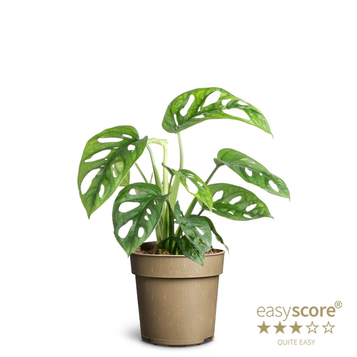 MONSTERA FRIEDRICHSTAHLII P11 ANDERSONII