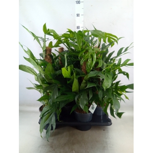 Epipremnum pinn. 'Baltic Blue'
