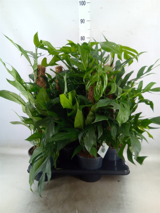 <h4>Epipremnum pinn. 'Baltic Blue'</h4>