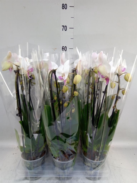 <h4>Phalaenopsis  'Elegant Cascade'</h4>