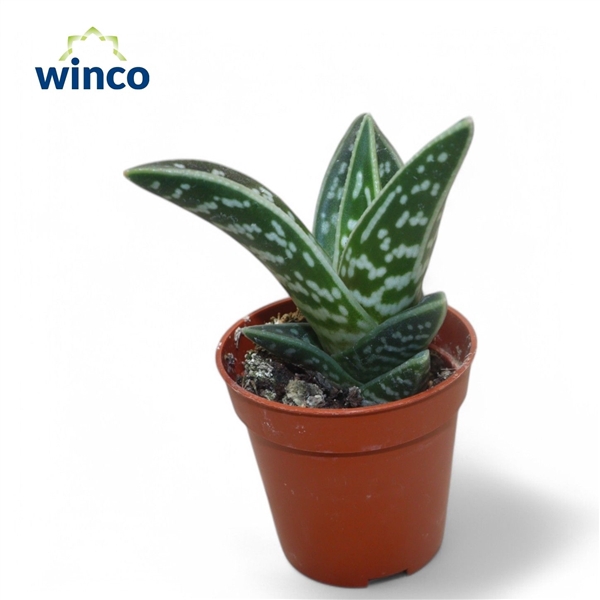 <h4>Aloe Variegata</h4>