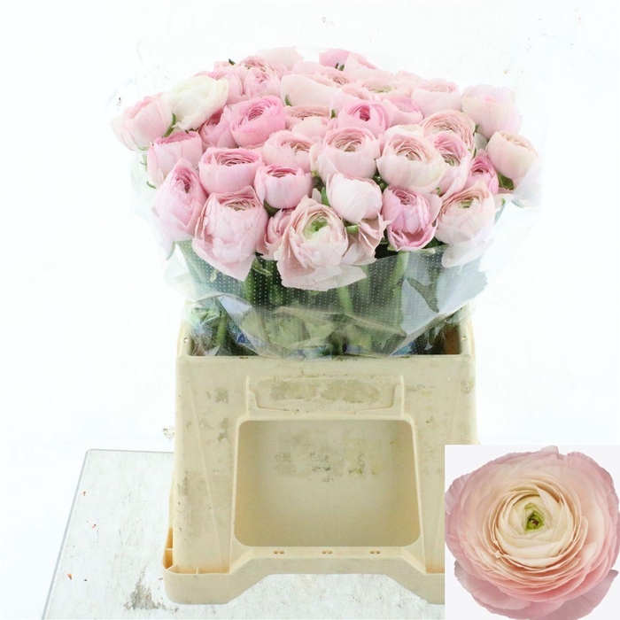 <h4>RAN SU HANOI</h4>