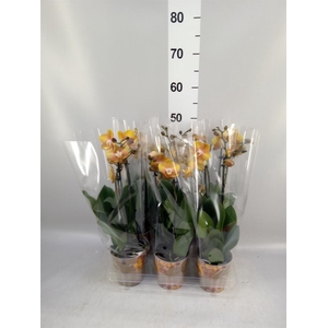 Phalaenopsis multi. 'Ant Las Vegas'