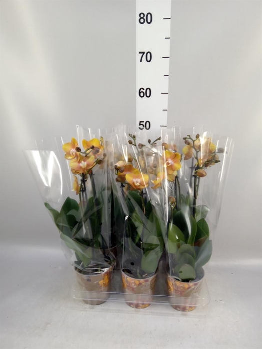 <h4>Phalaenopsis multi. 'Ant Las Vegas'</h4>