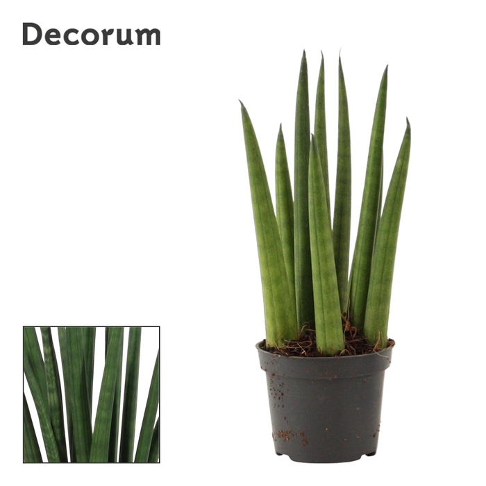 Sansevieria Cylindrica 6 cm Rocket (Decorum)