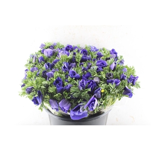 Anemone Galil Blue