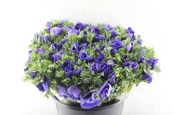 <h4>Anemone Galil Blue</h4>