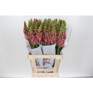 ANTIR POTOMAC CHERRY ROSE