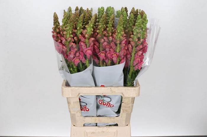 <h4>ANTIR POTOMAC CHERRY ROSE</h4>