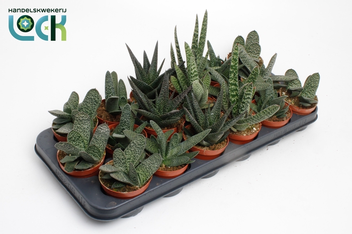 <h4>Gasteria Gemengd</h4>