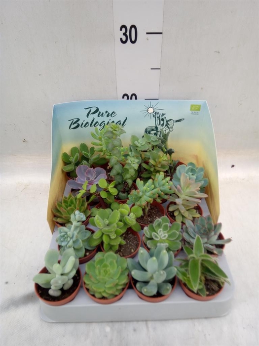 <h4>Succulents   ...</h4>