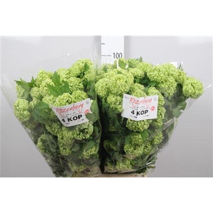 Viburnum Roseum St 4+