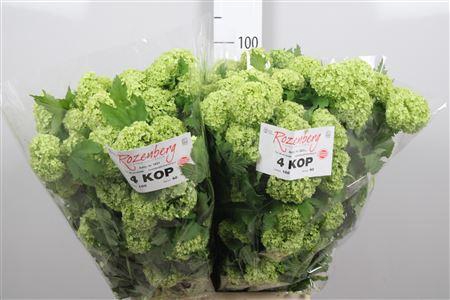 <h4>Viburnum Roseum St 4+</h4>