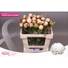 Paeonia Col Owen Cousin | XXL