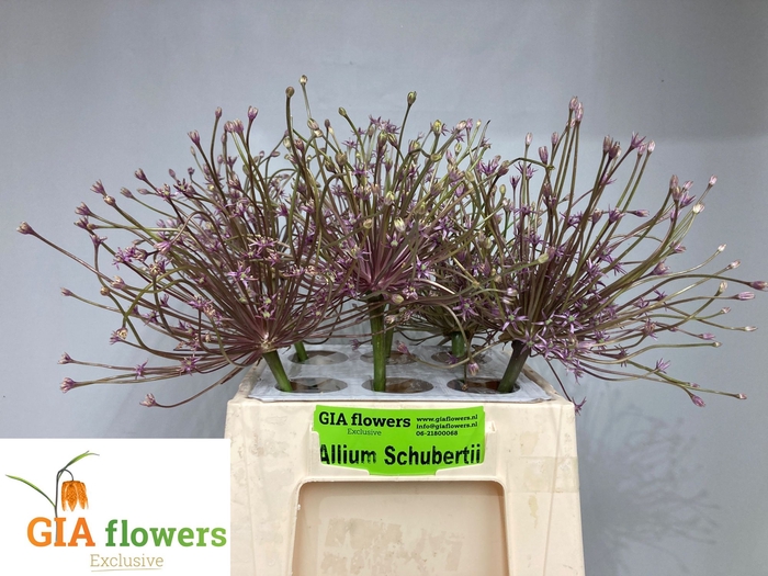 <h4>ALLIUM SCHUBERTII</h4>