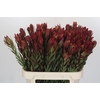 Leucadendron Safari Sunset