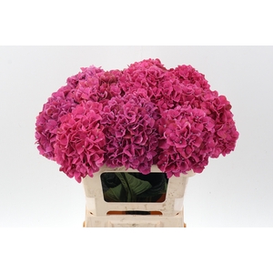 Hydr M Mag Pink Ruby
