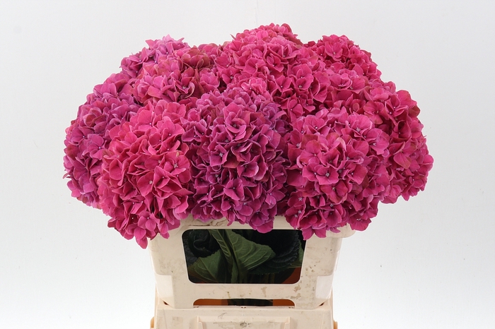 <h4>Hydr M Mag Pink Ruby</h4>