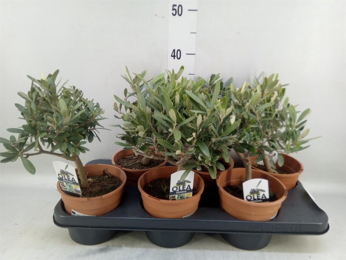 <h4>Olea europaea</h4>