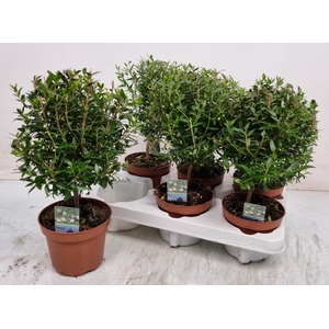 MYRTUS COM